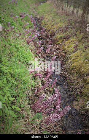 Eine Anzeige der Pestwurz in einem Feld Marge Entwässerungsrinne in Suffolk, Großbritannien Stockfoto