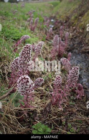 Eine Anzeige der Pestwurz in einem Feld Marge Entwässerungsrinne in Suffolk, Großbritannien Stockfoto