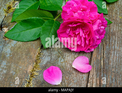 John Cabot Rose und die Blütenblätter auf einem alten hölzernen Hintergrund. Stockfoto