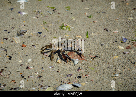 Einsame grün Krabbe am Strand, mit gebrochenen Shell und Algen Stockfoto