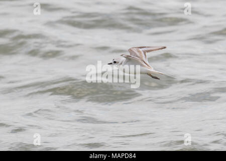 Eine verschneite plover im Flug. Stockfoto