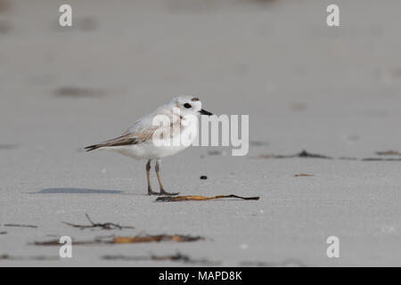 Eine verschneite Plover, stehend auf einem Strand. Stockfoto