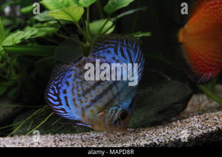 Blauer Diskus in tropischen Süßwasser-Aquarium Stockfoto