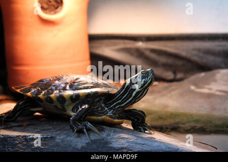 Eine gelbe Bauchige Slider Turtle Aalen unter einer Lampe in meinem Teich Stockfoto