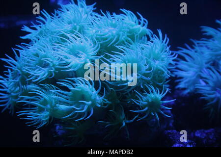 Gelbe Sonne Korallen in Marine Aquarium, Polypen für die Fütterung zu öffnen. Weiche LPS Korallen. Stockfoto