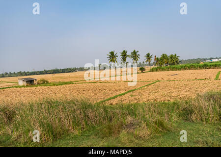 Eine enge Sicht der Kokospalme und Zuckerrohr Plantage Musteransicht in Paddy Farm. Stockfoto