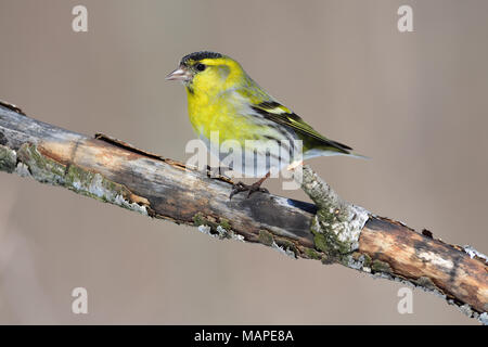 Männliche Der eurasian siskin (Spinus spinus) sitzt auf einem alten Branche: Ganz in der Nähe, kann man jede Feder, Blendung im Auge. Stockfoto