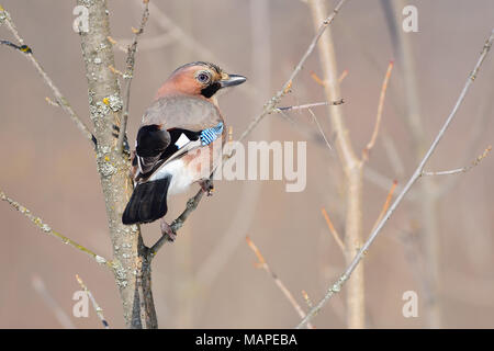Eurasischen Eichelhäher (Garrulus glandarius) sitzt auf einem Baum mit Flechten bedeckt, Zurück (Blendung im Auge). Stockfoto