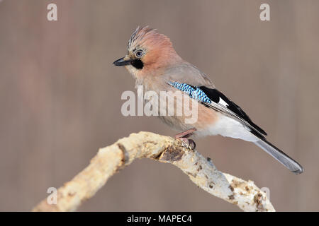 Eurasischen Eichelhäher (Garrulus glandarius), auf einem Zweig posiert, hob einen pappus. Stockfoto