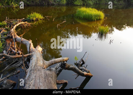 Flusslandschaft, trockenen Baum im Fluss und Schilf Stockfoto