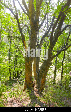 Sommer Wald, trockenen Baum in der Laubwald im Sommer Stockfoto