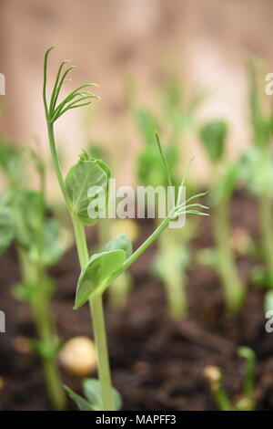 Nahaufnahme eines jungen Erbsen schießen immer in frische Erde mit einem unscharfen Hintergrund von verstreuten Samen und andere Erbsen. Das Shooting dauert eine fast menschliche Form. Stockfoto