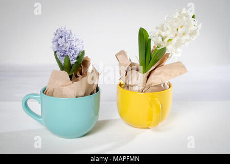 Blumen Komposition mit Lila und Weiß Hyazinthen in braunes Packpapier eingewickelt in Becher. Frühling Blumen auf weißem Hintergrund. Ostern Konzept. Stockfoto