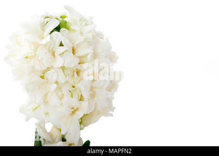 Blumen Komposition mit Weiße Hyazinthen. Frühling Blumen auf weißem Hintergrund. Ostern Konzept. Stockfoto