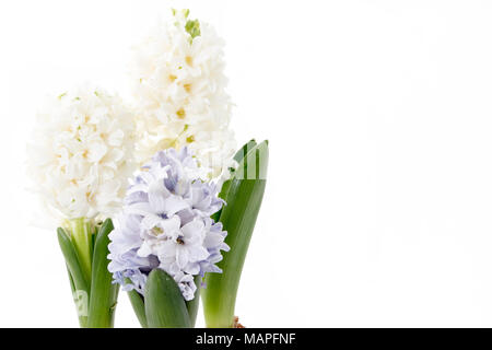 Blumen Komposition mit Lila und Weiß hyazinthen. Frühling Blumen auf weißem Hintergrund. Ostern Konzept. Stockfoto