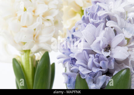 Blumen Komposition mit Lila und Weiß hyazinthen. Frühling Blumen auf weißem Hintergrund. Ostern Konzept. Stockfoto
