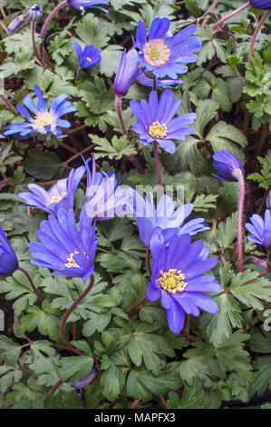 Anemone blanda 'Blau' in Blüte im Frühjahr. Klumpen bilden Verbreitung mehrjährig. Ideal für naturalisierung in Wäldern, Rock Gardens. Stockfoto