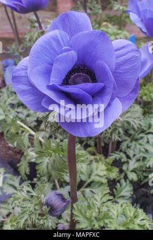 Anemnoe Harmonie 'Blau'. Nahaufnahme der Blüte im Frühjahr. Stockfoto