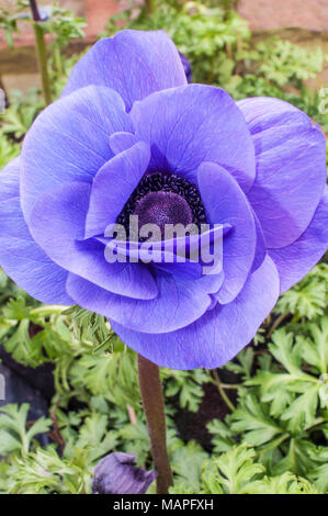 Anemnoe Harmonie 'Blau'. Nahaufnahme der Blüte im Frühjahr. Stockfoto