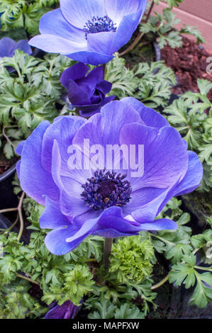 Anemnoe Harmonie 'Blau'. Nahaufnahme der Blüte im Frühjahr. Stockfoto