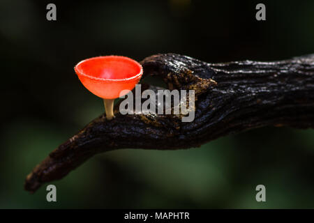 Schönen roten Champagner Pilzzucht auf Verfallenen Baum im Regenwald während der Regenzeit im Nationalpark von Thailand Stockfoto