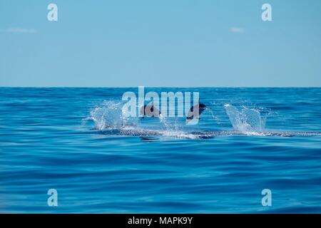 Ein paar gestreifte Delfine der Azoren Stockfoto