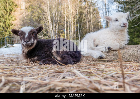 Zwei kleine Lämmer Festlegung im Heu in Filipstad Stockfoto