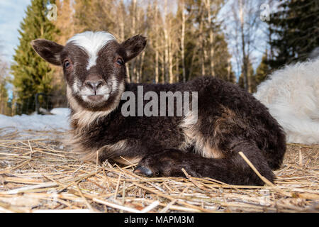 Nahaufnahme auf einer kleinen braunen und weißen Lamm Festlegung im Heu Stockfoto