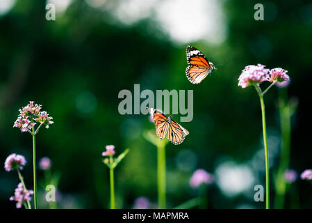 Zwei Schmetterlinge fliegen unter lila Blüten (eisenkraut) im Freien. Sommer Natur Szene mit Wildblumen. Selektiver Fokus, Nahaufnahme, Bokeh. Stockfoto