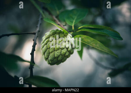 Zucker - Apfel Obst (Annona squamosa) auf einem Ast im Freien. Auch als sweetsop oder Custard Apple bekannt. Selektiver Fokus Stockfoto