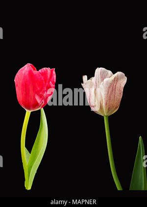 Rote und weiße Tulpen auf Schwarz Stockfoto