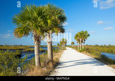Schwarzer Punkt Wildlife Drive, Merritt Island National Wildlife Refuge, Florida Stockfoto