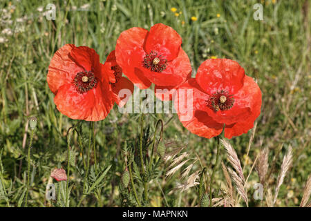 Gemeinsame Mohn Blumen Stockfoto