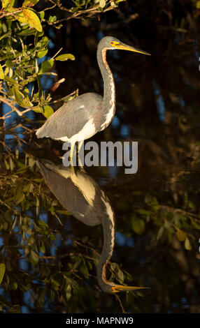 Dreifarbige Heron (Egretta tricolor), Merritt Island National Wildlife Refuge, Florida Stockfoto