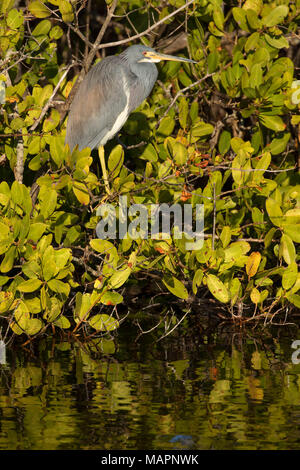 Dreifarbige Heron (Egretta tricolor), Merritt Island National Wildlife Refuge, Florida Stockfoto