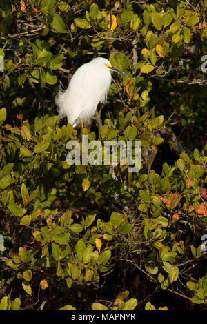 Snowy Egret (Egretta thula), Merritt Island National Wildlife Refuge, Florida Stockfoto