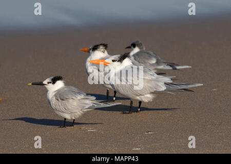 Brandseeschwalbe (Thalasseus sandvicensis), Canaveral National Seashore, Florida Stockfoto