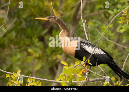 (Anhinga Anhinga anhinga), Pine Island Conservation Area, Florida Stockfoto