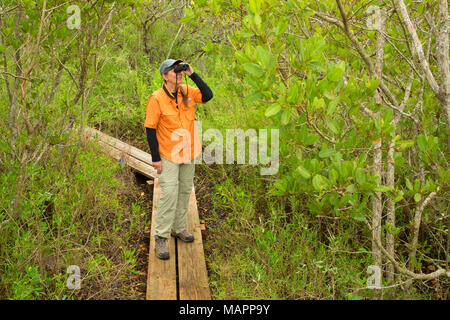 Boardwalk durch Mangrovenwälder, Pine Island Conservation Area, Florida Stockfoto