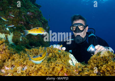 Scuba Diver mit Blick auf eine Gruppe von verzierte Lippfische (Thalassoma pavo) in Mar de las Calmas Marine Reserve (El Hierro, Kanarische Inseln, Spanien) Stockfoto