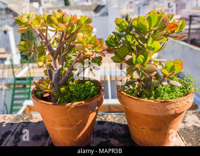 Zwei jade Pflanzen (crassula ovata), die Sukkulenten in Terracotta Töpfen auf dem Balkon in Spanien wächst die Pflanze auch als Money Tree bekannt Stockfoto