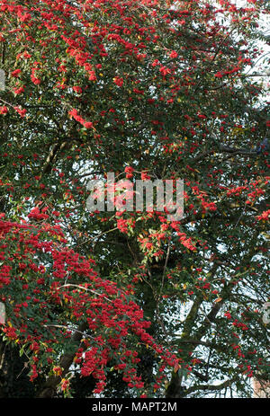Cotoneaster Beeren im Winter. Stockfoto