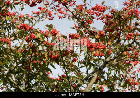 Cotoneaster Beeren im Winter. Stockfoto