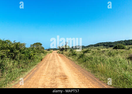 Leere Piste durch grüne natürliche Vegetation gegen den klaren, blauen Himmel Landschaft an -- luhluwe Imfolozi Game Reserve in Zululand, Südafrika Stockfoto