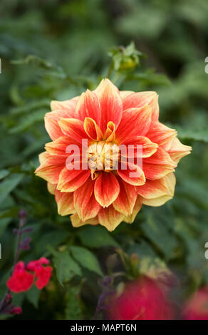 Dahlie 'Caballero' im Garten. Rote und gelbe Seerose Art. Stockfoto