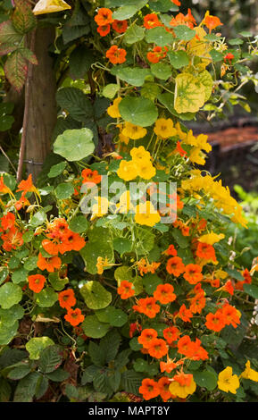 Kapuzinerkresse :. Nasturtiums klettern auf einem Rahmen aus Holz im Garten. Stockfoto