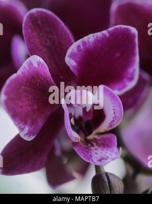 Nahaufnahme eines Purple orchid Stockfoto