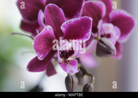 Nahaufnahme eines Purple orchid Stockfoto