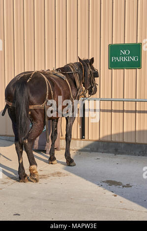 Amish buggy Pferde Stockfoto