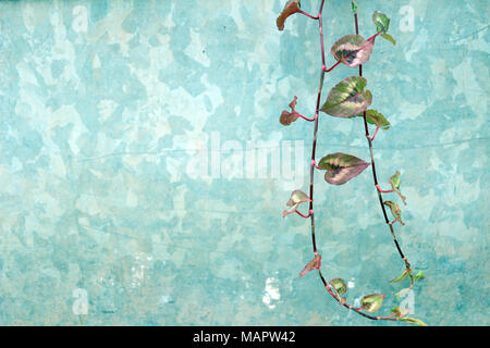 Laub rund um einen teal Hintergrund Stockfoto